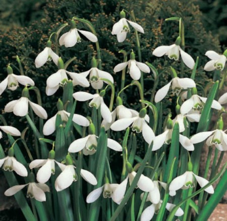galanthus-nivalis-przebisnieg.jpg