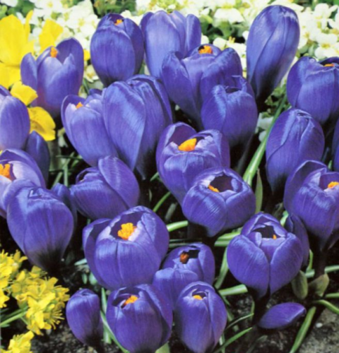 Przejdź do produktu Krokus PURPUREUS cebulki krokusów wielki kwiat 50szt