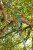 3720-gardena-combisystem-trzonek-teleskopowy-160-290cm-5.jpg