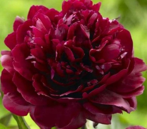 Przejdź do produktu Peonia piwonia  bordowa VICTOIRE DE LA MARNE kłącze 1szt