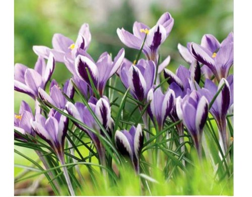 Przejdź do produktu Krokus SIEBERI SPRING BEAUTY 50szt cebulki krokusów wczesnych 1237