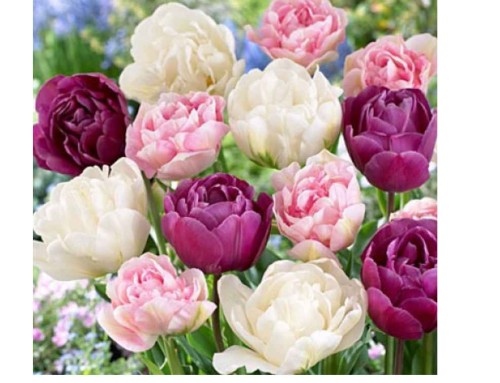 Przejdź do produktu Cebulki tulipanów Tulipany Francuskie Pełne 25szt