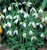 galanthus-elwesii-przebisnieg.jpg