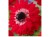 anemon-zawilec-czerwony-GOVERNOR.jpg
