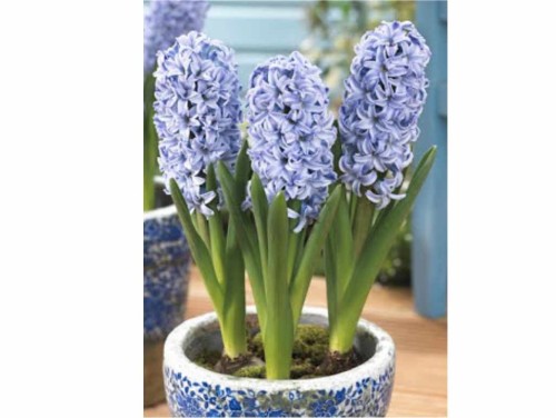Przejdź do produktu Hiacynt Skyline niebieski cebulki 10szt