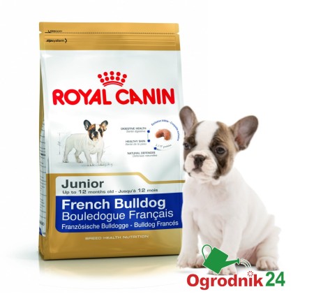 FRENCH BULLDOG JUNIOR OGRODNIK24.jpg