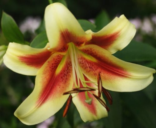 Przejdź do produktu Lilia orientalna trąbkowa ogrodowa SHOCKING 3szt pachnąca