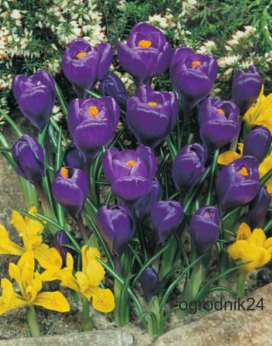 Przejdź do produktu Krokus FLOWER RECORD cebulki krokusów duże kwiaty 50szt