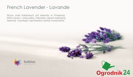 BOLSIUS ZAPACH LAWENDA OGRODNIK24.jpg