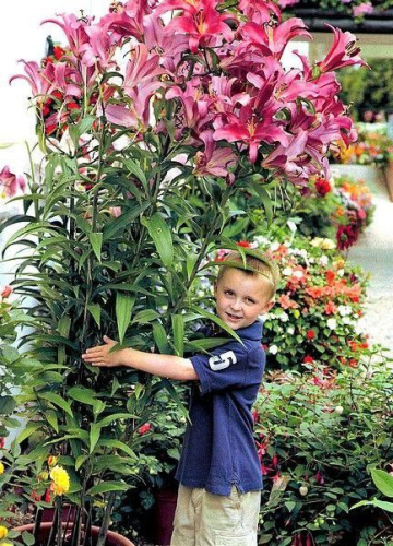 Przejdź do produktu Lilia drzewiasta ogrodowa DONATO cebulki 3szt