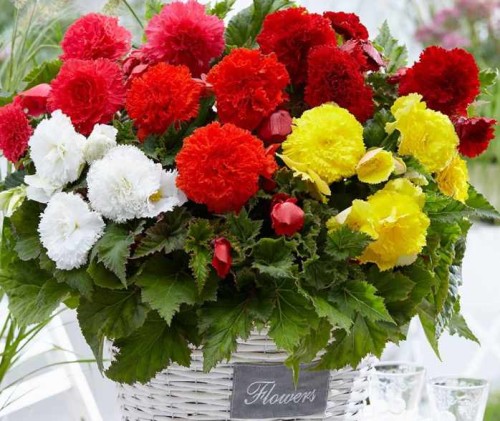 Przejdź do produktu Begonia strzępiasta fimbriata duże bulwy 5 szt 0285