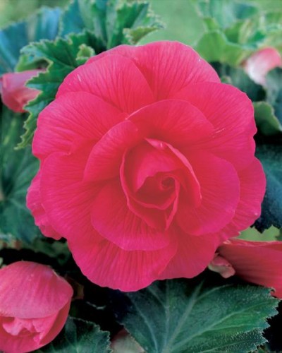 Przejdź do produktu Cebulki begonie 5szt pełna różowa na balkon