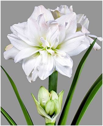 Amarylis hippeastrum cebula biay peny WHITE NYMPH ogrodnik24.pl
