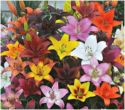 Przejdź do produktu Lilie azjatyckie długokwitnące zestaw 10szt