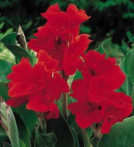 Przejdź do produktu Kanna paciorecznik canna PRESIDENT czerwona kłącze 3szt