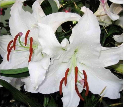 Przejdź do produktu Lilia orientalna biała pachnąca Casablanca 3szt duże cebule 1961