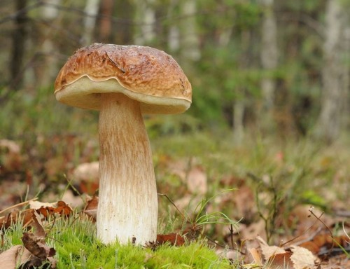 Przejdź do produktu Grzybnia borowik brzozowy prawdziwek 015