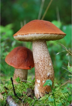 kożlarz czerwony.JPG