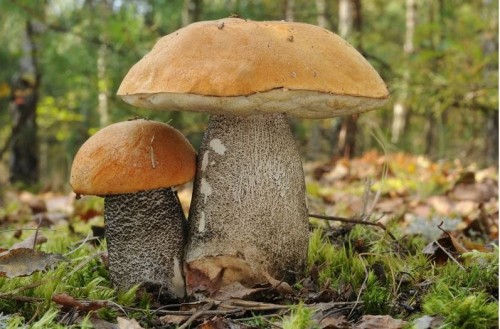 Przejdź do produktu Grzybnia koźlarz pomarańczowy kozak koźlak 084