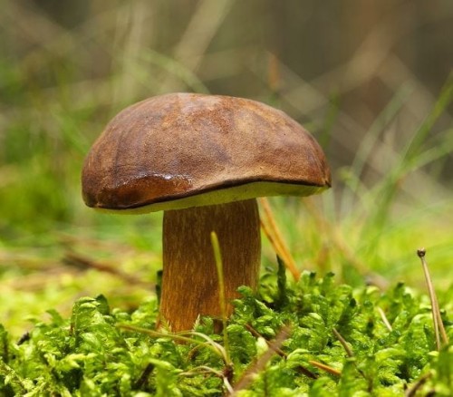 Przejdź do produktu Grzybnia podgrzybek brunatny uprawa grzybów 121