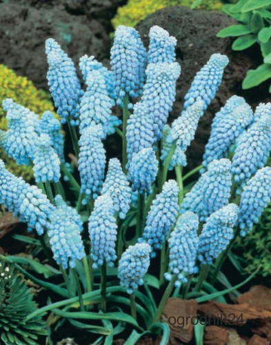 Przejdź do produktu 1789 MUSCARI SZAFIRKI VALERIE FINNIS 20SZT KWITNĄ GDY TULIPANY KROKUSY
