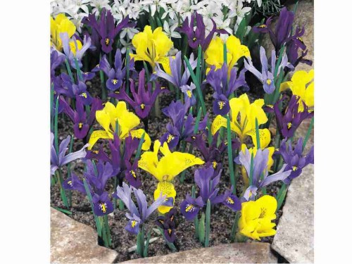 Przejdź do produktu Irysy niskie na skalniak zestaw cebul 25szt