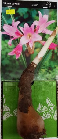crinum-1409.jpg