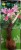 crinum-1409.jpg