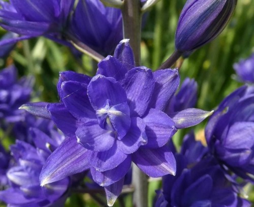 Przejdź do produktu Kamasja niebieska Camassia John Treasure 60cm 1szt 1885