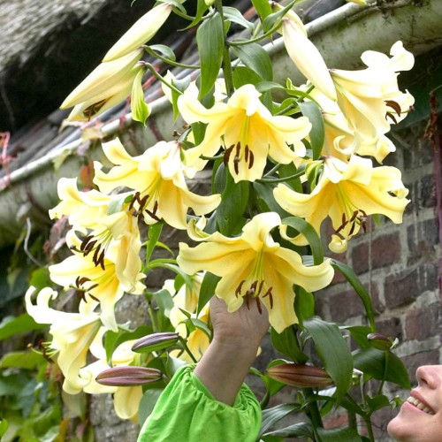 Przejdź do produktu Lilia drzewiasta żółta Honeymoon duże cebule 3 szt. 1986