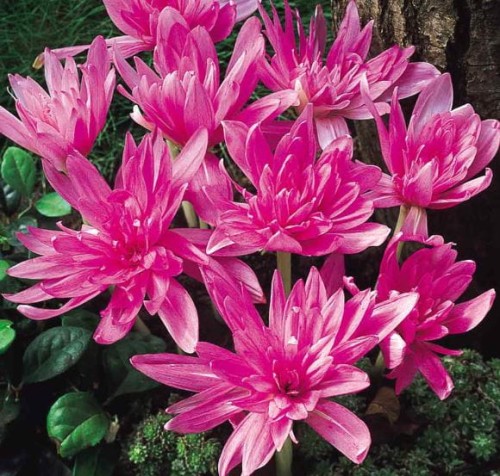 Przejdź do produktu Zimowit pełny różowy Waterlily colchicum 