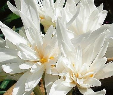 Przejdź do produktu Zimowit pełny biały Autumnale Alboplenum colchicum 1szt