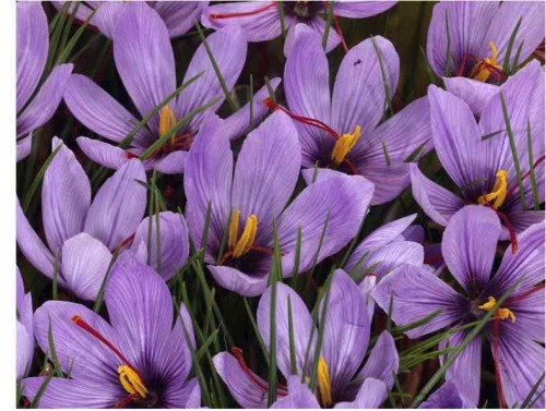 Przejdź do produktu Krokus jesienny kwitnący jesienią Sativus  cebulki krokusów 25szt 1208 