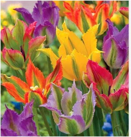 Przejdź do produktu Tulipany zielone viridiflora 15szt zestaw cebulki tulipanów