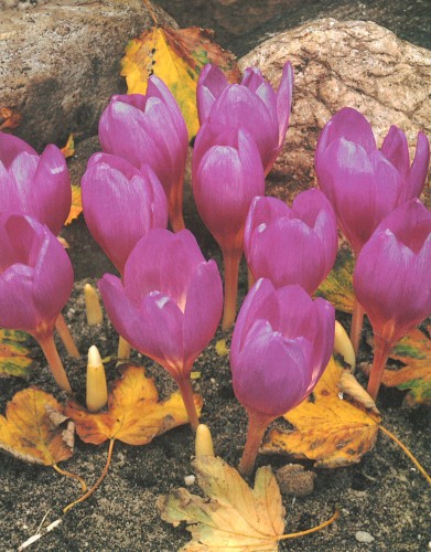 Przejdź do produktu Zimowit różowy Colchicum Lilac Wonder cebula 1szt 
