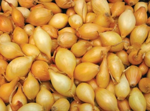 Przejdź do produktu Cebula dymka STURON bardzo plenna 8/14 0,25kg