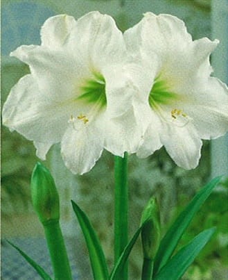 amarylis-hippeastrum-cebula-bialy-antarctica.jpg
