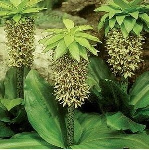 Przejdź do produktu Lilia ananasowa eukomis  eucomis bicolor 3szt 1407
