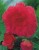 begonia-fimbriata-strzepiasta-rozowa.jpg