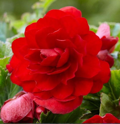 Przejdź do produktu Begonia bulwy pełna czerwona 5szt 0289