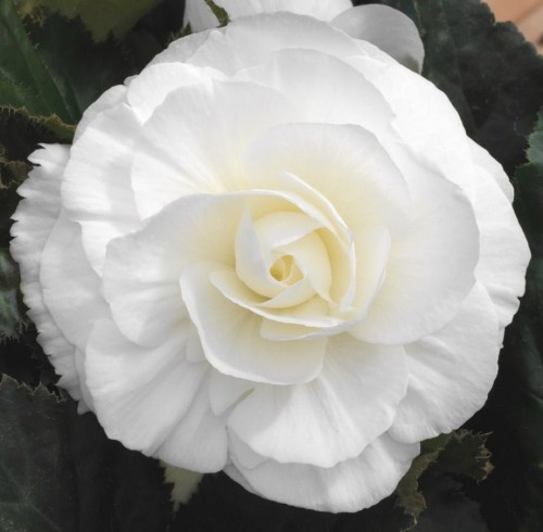 Przejdź do produktu Begonia bulwy pełna biała 5szt 0290