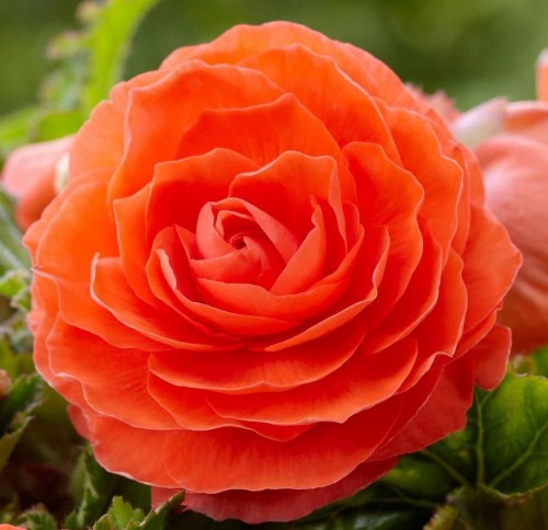 Przejdź do produktu Begonia bulwy pełna pomarańczowa 5szt 0291