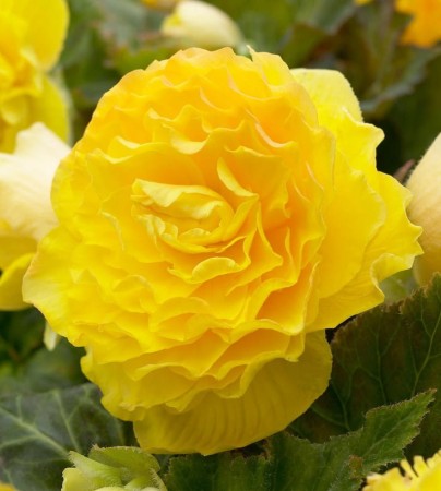 begonia-pelna-zolta.jpg