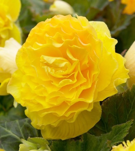 Przejdź do produktu Begonia bulwy pełna żółta 5szt 0292