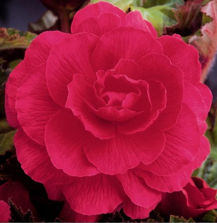 begonia-pelna-rozowa.jpg