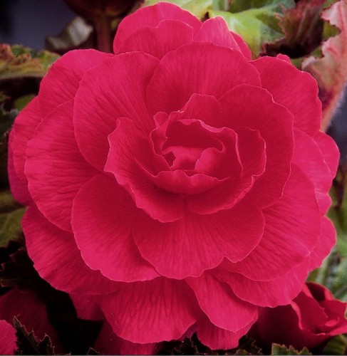 Przejdź do produktu Begonia bulwy pełna różowa 5szt 0293