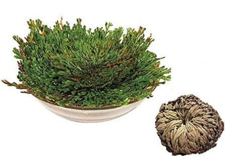 Selaginella-roza-jerychonska.jpg