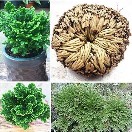 Selaginella.jpg