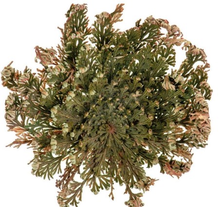 Selaginella-Lepidophylla-roza-jerychonska-zmartwychwstanka.jpg