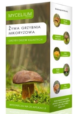 grzybnia-grzybow-jadalnych-do-drzew-iglastych.JPG